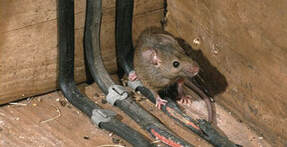 rat or mouse chewing on wires. needs rat removal company in Winter Park, FL