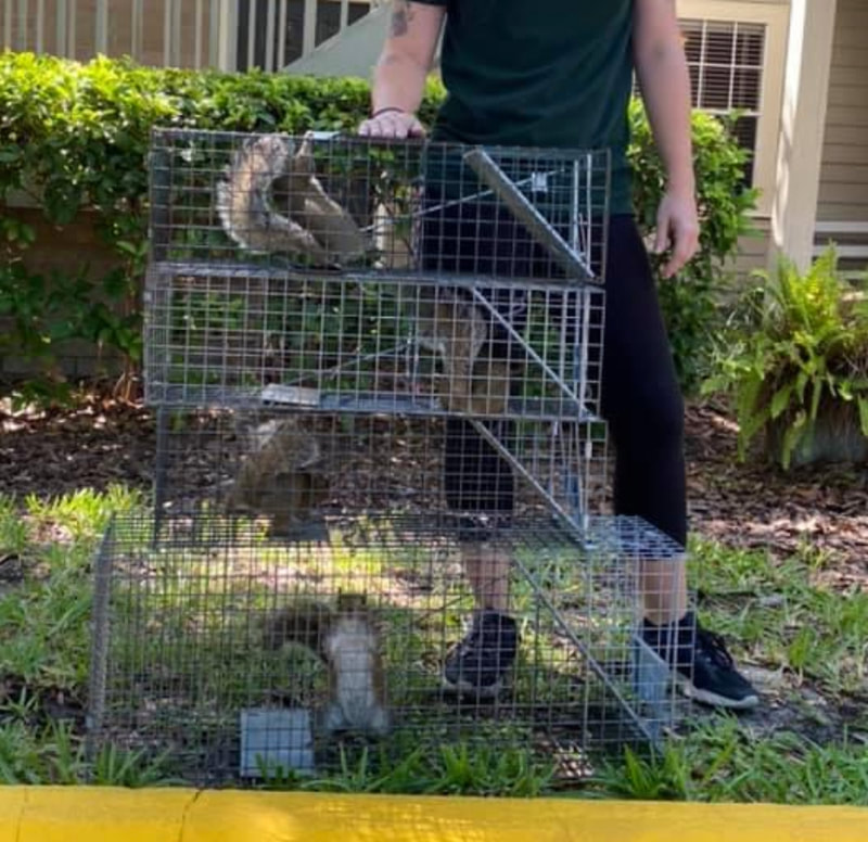 Squirrel Trapping & Removal | Wekiva Springs, FL