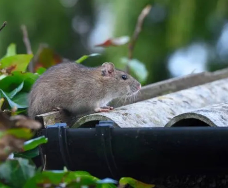 rat on a roof, in Sanford FL