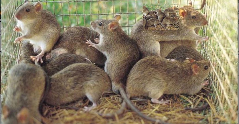 Rat removal in Lake Mary FL; Rat Control; Rat & Mouse Control Company